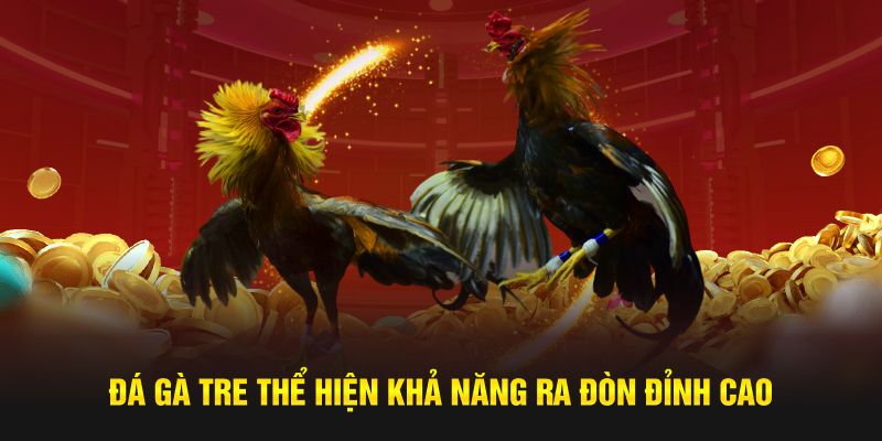 Đá gà tre thể hiện khả năng ra đòn đỉnh cao