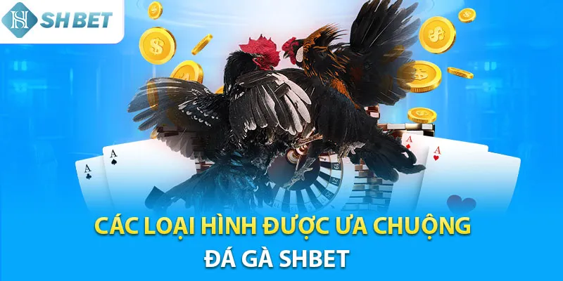 Những loại hình đá gà Shbet được yêu thích nhất